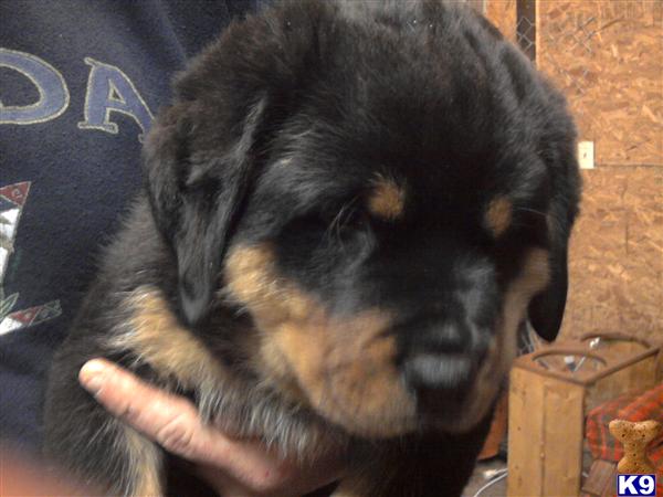 Rottweiler Puppies